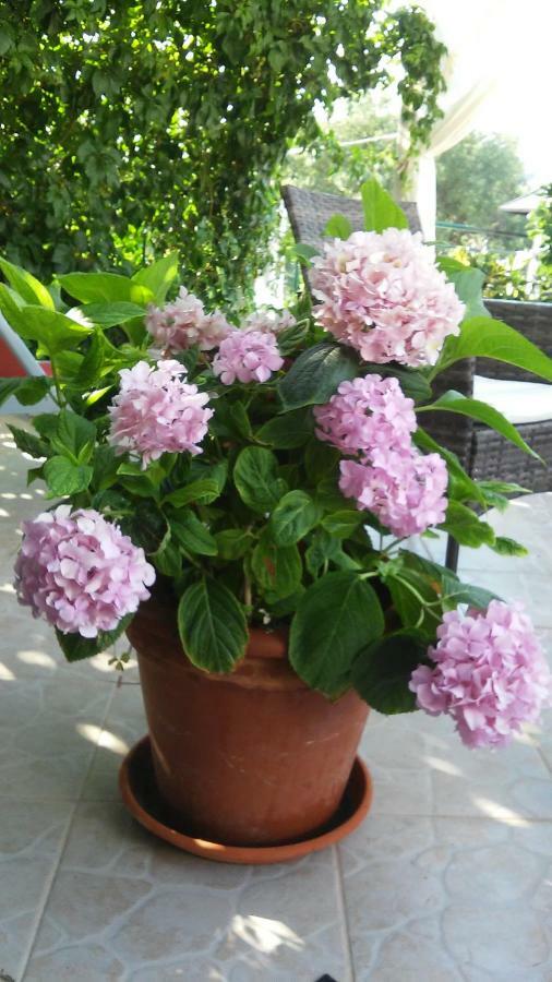 Country House Rusula Vrsine Luaran gambar